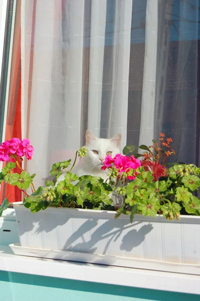 Gato branco olha pela janela — Fotografia de Stock