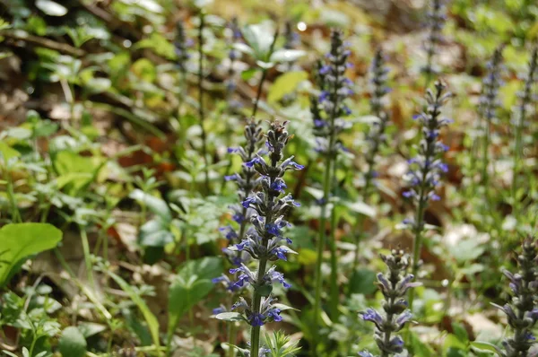 Fält med lila blommor — Stockfoto