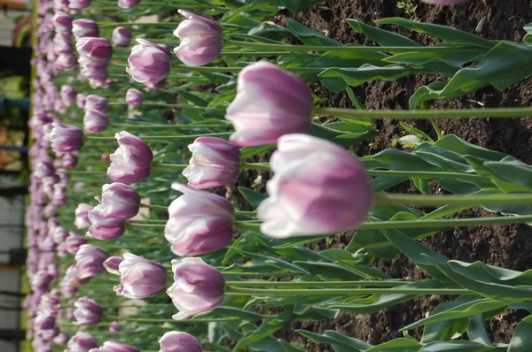 Piękne pola fioletowe tulipany — Zdjęcie stockowe