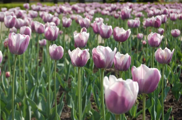 Piękne pola fioletowe tulipany — Zdjęcie stockowe