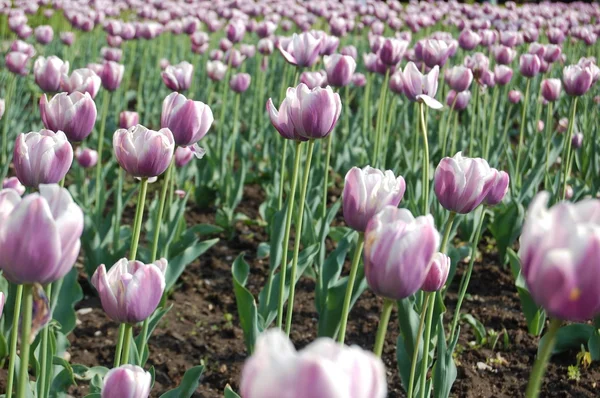 Piękne pola fioletowe tulipany — Zdjęcie stockowe