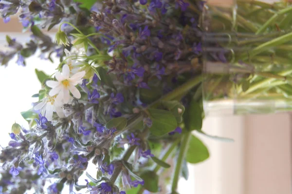 Ramo de flores de salvia azul — Foto de Stock