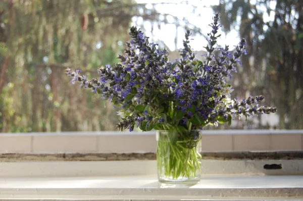 Stelletje blauwe salie bloemen — Stockfoto