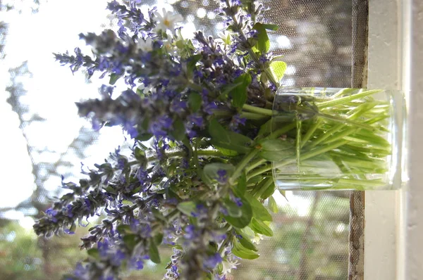 Bouquet de fleurs de sauge bleue — Photo
