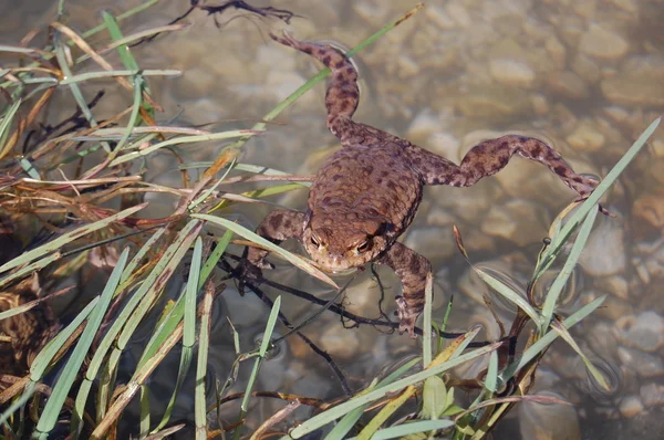 Rana acostada en la superficie del agua — Foto de Stock