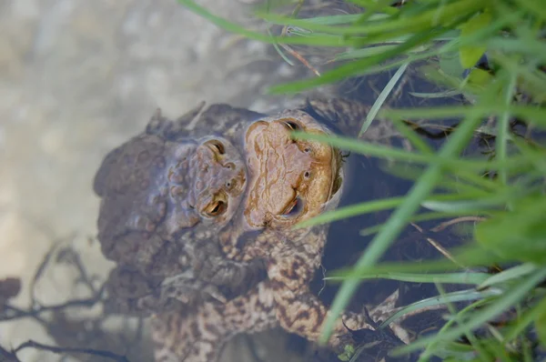 Grenouille couchée sur la surface de l'eau — Photo