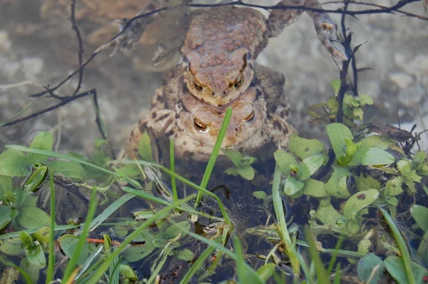 Žába ležící na vodní hladině — Stock fotografie