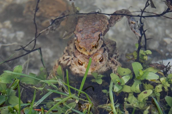 Su yüzeyinde yalan kurbağa 