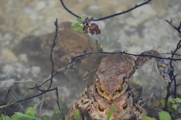 Katak tergeletak di permukaan air — Stok Foto