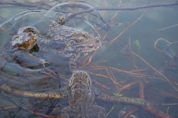 Rana acostada en la superficie del agua — Foto de Stock