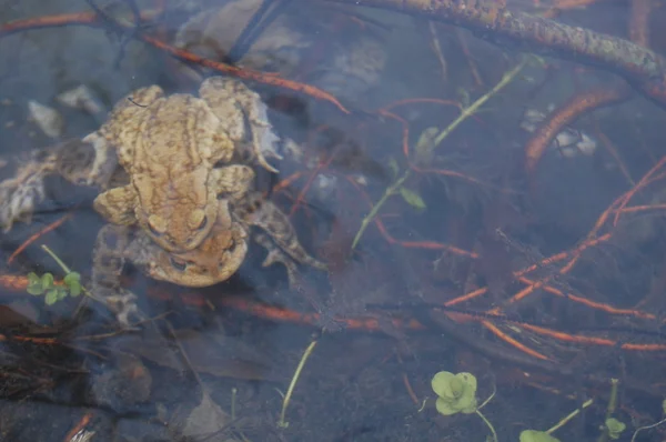 Жаба лежить на поверхні води — стокове фото