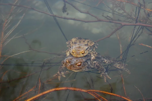 Žába ležící na vodní hladině — Stock fotografie