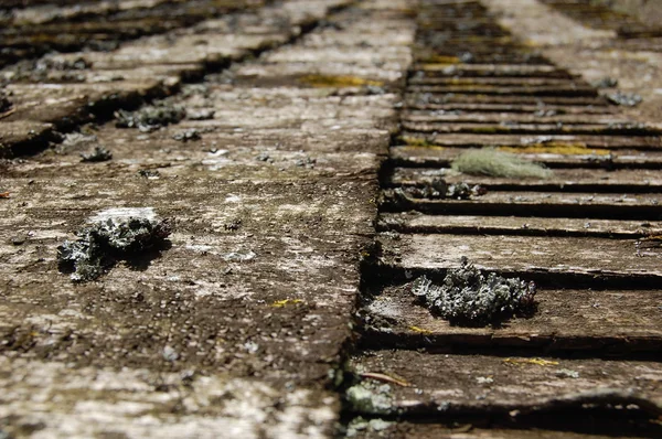 Bakgrund av gamla mossiga takpannor — Stockfoto