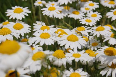 güzel bahar arka planını çiçekler, papatyalar
