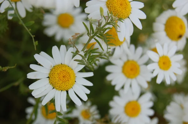 Vacker vår bakgrund med blommor, prästkragar — Stockfoto