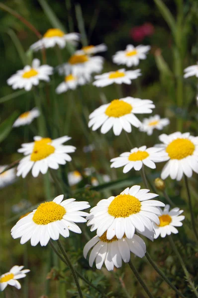 Prachtige lente achtergrond met bloemen, madeliefjes — Stockfoto