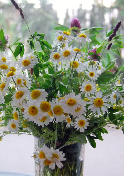 Vacker vår bakgrund med blommor, prästkragar — Stockfoto