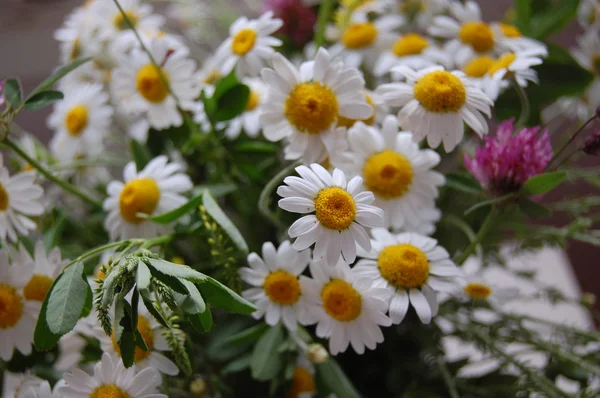 Vacker vår bakgrund med blommor, prästkragar — Stockfoto