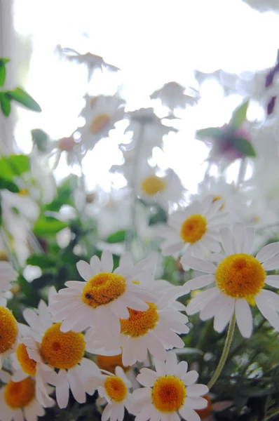 Szép tavaszi virágok, százszorszépek háttér — Stock Fotó