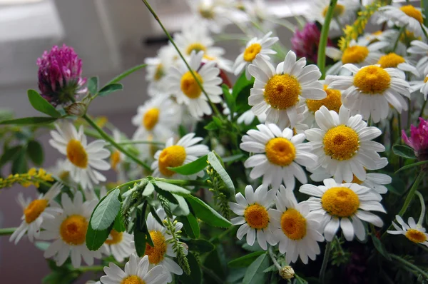 Hermoso fondo de primavera con flores, margaritas — Foto de Stock