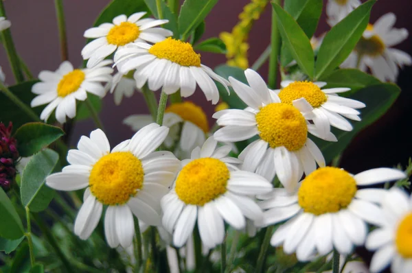 Beautiful spring background with flowers, daisies — Stock Photo, Image
