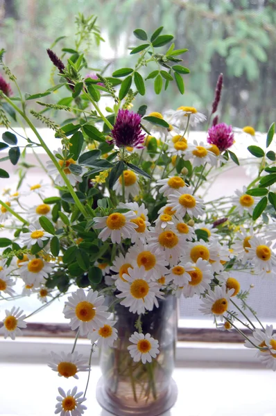 Prachtige lente achtergrond met bloemen, madeliefjes — Stockfoto