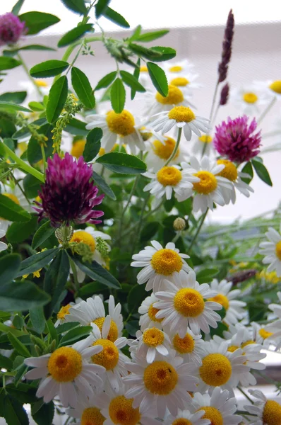 Vacker vår bakgrund med blommor, prästkragar — Stockfoto