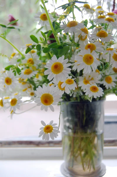 Belo fundo de primavera com flores, margaridas — Fotografia de Stock