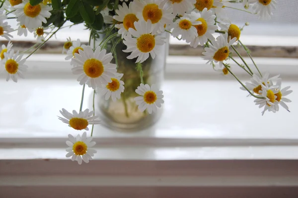 Prachtige lente achtergrond met bloemen, madeliefjes — Stockfoto