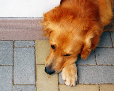 labrador retriever köpek dinlenme