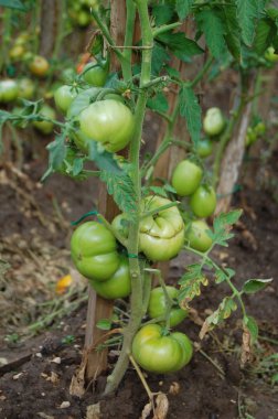 taze domates bitkiler