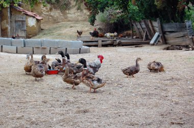 Domestic geese and chicken graze on traditional village farm clipart