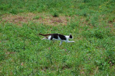 Bahçedeki sevimli kedi