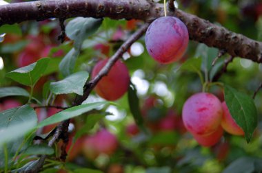 Gün batımında sulu meyveli erik ağacı