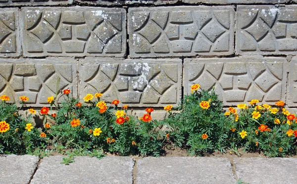 Kwiaty nagietka na ulicy — Zdjęcie stockowe