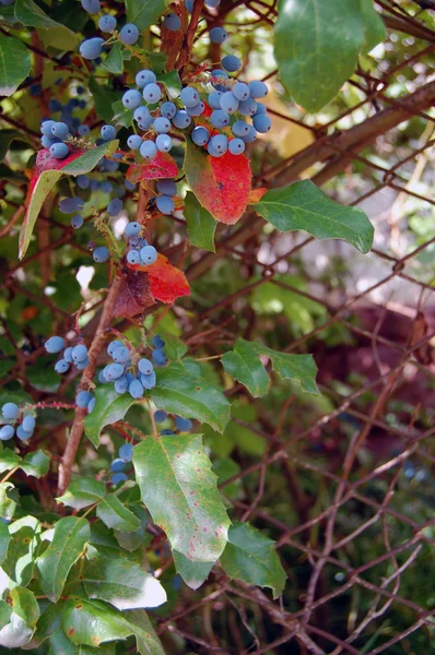 Bayas en la ramita, fondo natural de temporada de verano —  Fotos de Stock