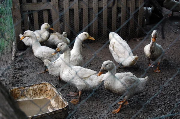 Los gansos domésticos pastan en la granja tradicional de ganso del pueblo — Foto de Stock