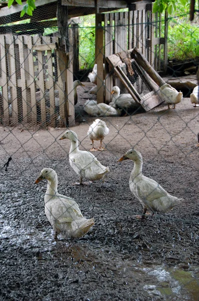 Los gansos domésticos pastan en la granja tradicional de ganso del pueblo —  Fotos de Stock