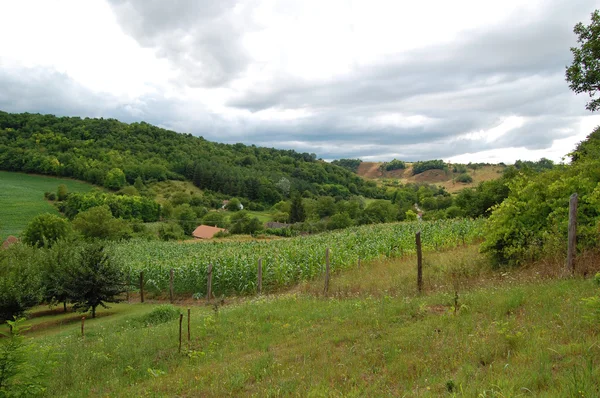 Yaz kırsal manzara bir çiftlik ve bir alan ile — Stok fotoğraf
