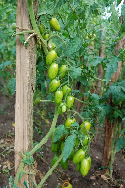 Bir seranın dalında yetişen olgun domatesler.