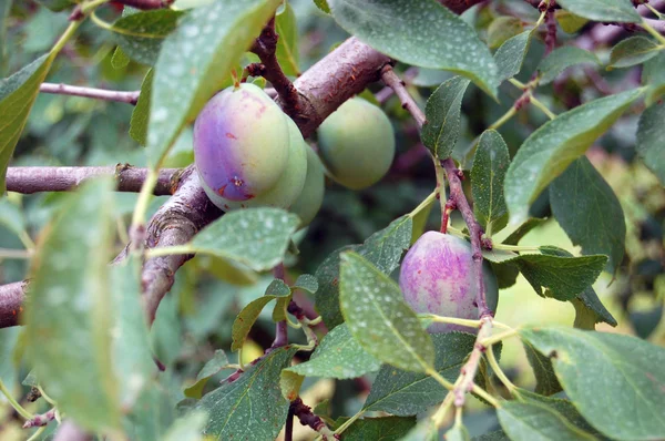 Plommonträd med saftiga frukter — Stockfoto