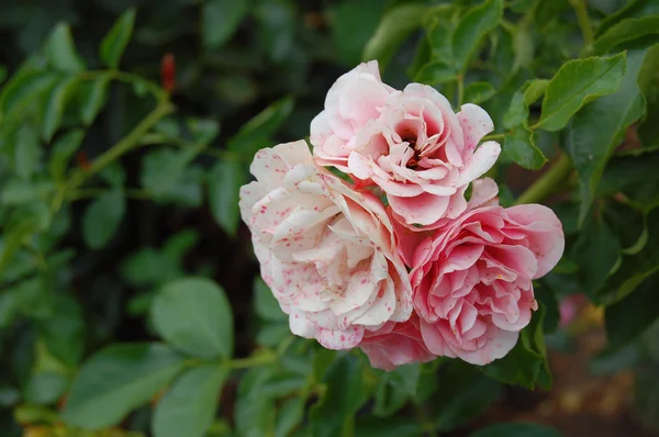 Hintergrund des Straußes von rosa blühenden Rosenstrauch — Stockfoto