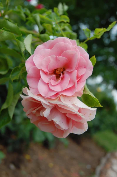 Achtergrond van boeket van roze bloeiende roos bush — Stockfoto
