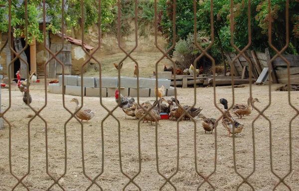 Inhemska gäss och kyckling betar på traditionell by gård — Stockfoto