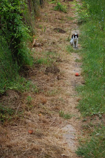 Söt katt på gården — Stockfoto