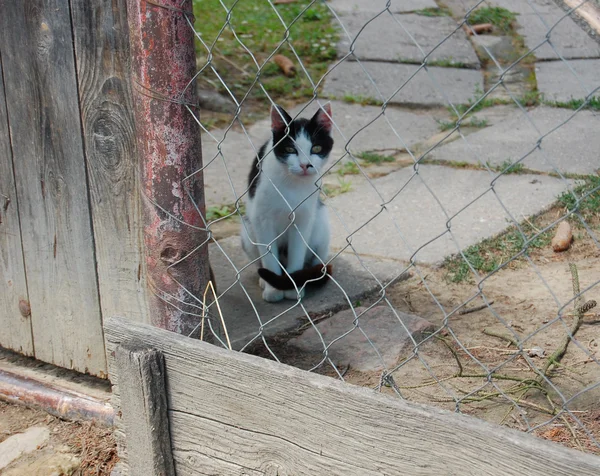 庭にかわいい猫 — ストック写真