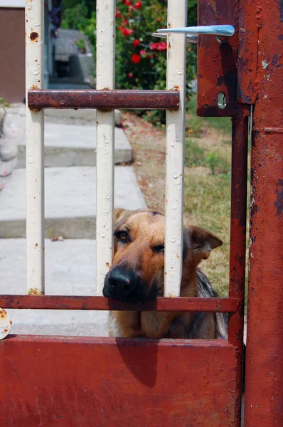 Roztomilý pes za plotem — Stock fotografie