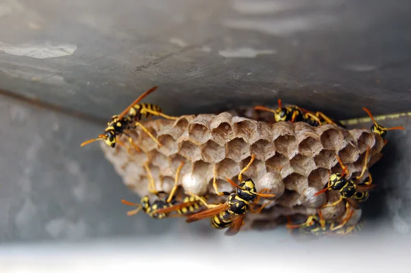 Wasp met wespen zittend op het nest — Stockfoto