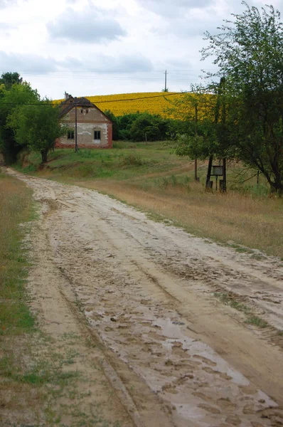 Поле квітучих соняшників — стокове фото