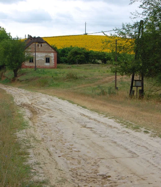 Поле квітучих соняшників — стокове фото